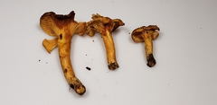 Cantharellus lewisii image