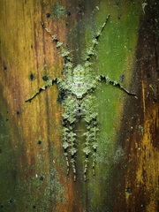 Pandercetes