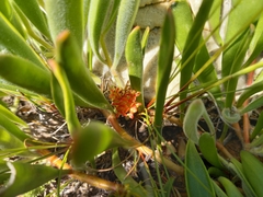Leucospermum secundifolium