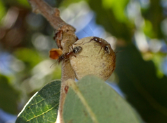 Disholcaspis canescens