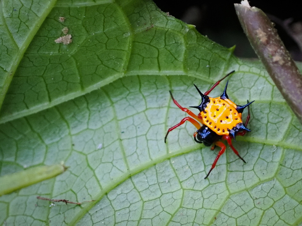 Gasteracantha metallica