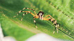 Allococalodes
