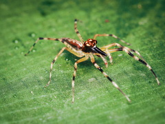 Allococalodes