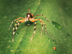 Allococalodes