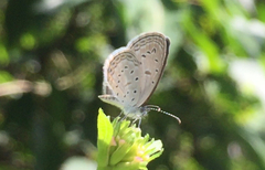 Zizula hylax pygmaea