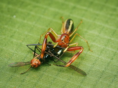 Chalcolecta bitaeniata