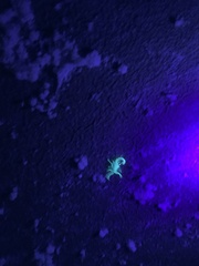 Australobuthus xerolimniorum