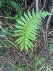 Pelazoneuron kunthii