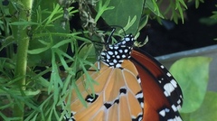 Danaus chrysippus chrysippus