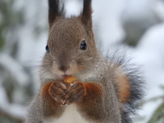 Sciurus vulgaris