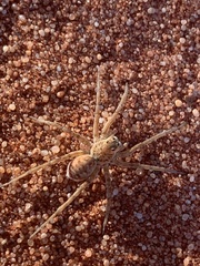 Hoggicosa natashae