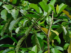 Cinnyris chloropygius