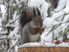 Sciurus vulgaris