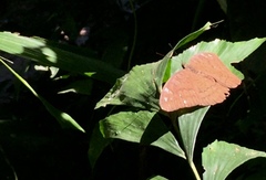Tanaecia julii bougainvillei