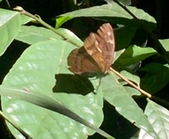 Tanaecia julii bougainvillei
