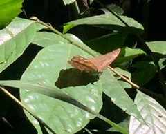Tanaecia julii bougainvillei