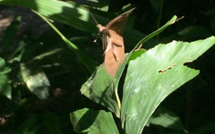 Tanaecia julii bougainvillei