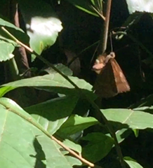 Tanaecia julii bougainvillei