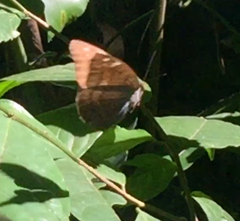 Tanaecia julii bougainvillei