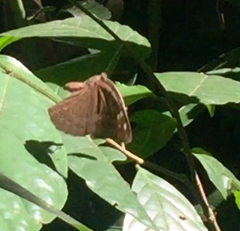 Tanaecia julii bougainvillei