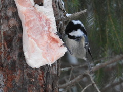 Periparus ater