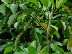 Cinnyris chloropygius