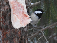 Periparus ater