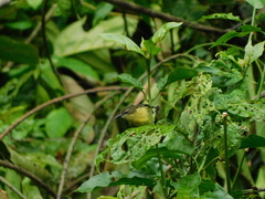 Cinnyris chloropygius