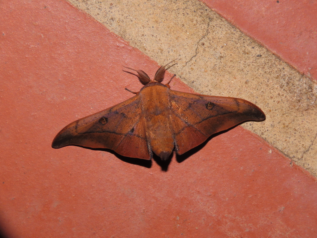 Isoscella ventana
