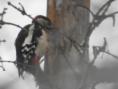Dendrocopos major