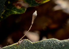 Andricus pedicellatus