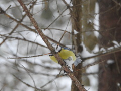 Cyanistes caeruleus