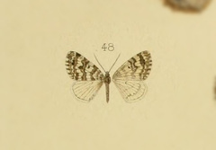 Xanthorhoe kezonmetaria