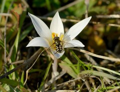 Crocus reticulatus