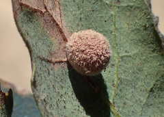 Cynips multipunctata