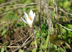 Crocus reticulatus