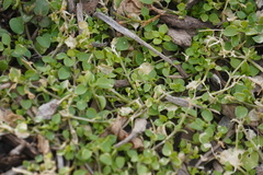 Stellaria media