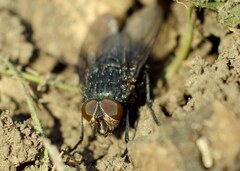 Calliphora