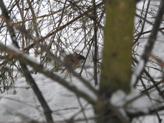 Apodemus uralensis
