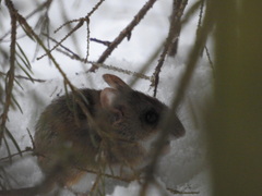 Apodemus uralensis