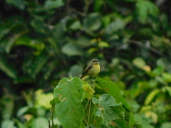 Cinnyris chloropygius
