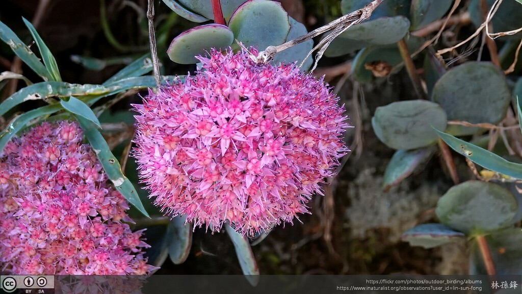 Sedum sieboldii Sweet ex Hook. 3