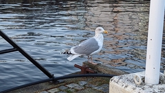 Larus argentatus