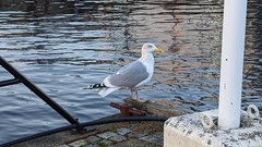 Larus argentatus