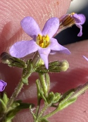 Chaenostoma decipiens