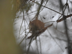 Apodemus uralensis