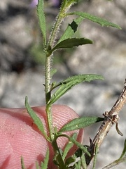 Chaenostoma decipiens