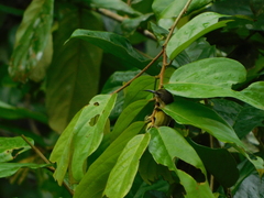 Cinnyris chloropygius