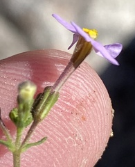 Chaenostoma decipiens