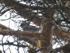Garrulus glandarius